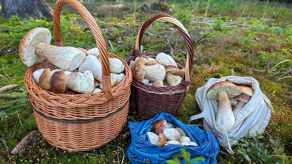 Kosz pełen grzybów