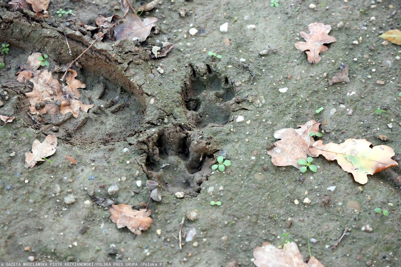 Uwaga na wilki. Władze miasta wydały komunikat