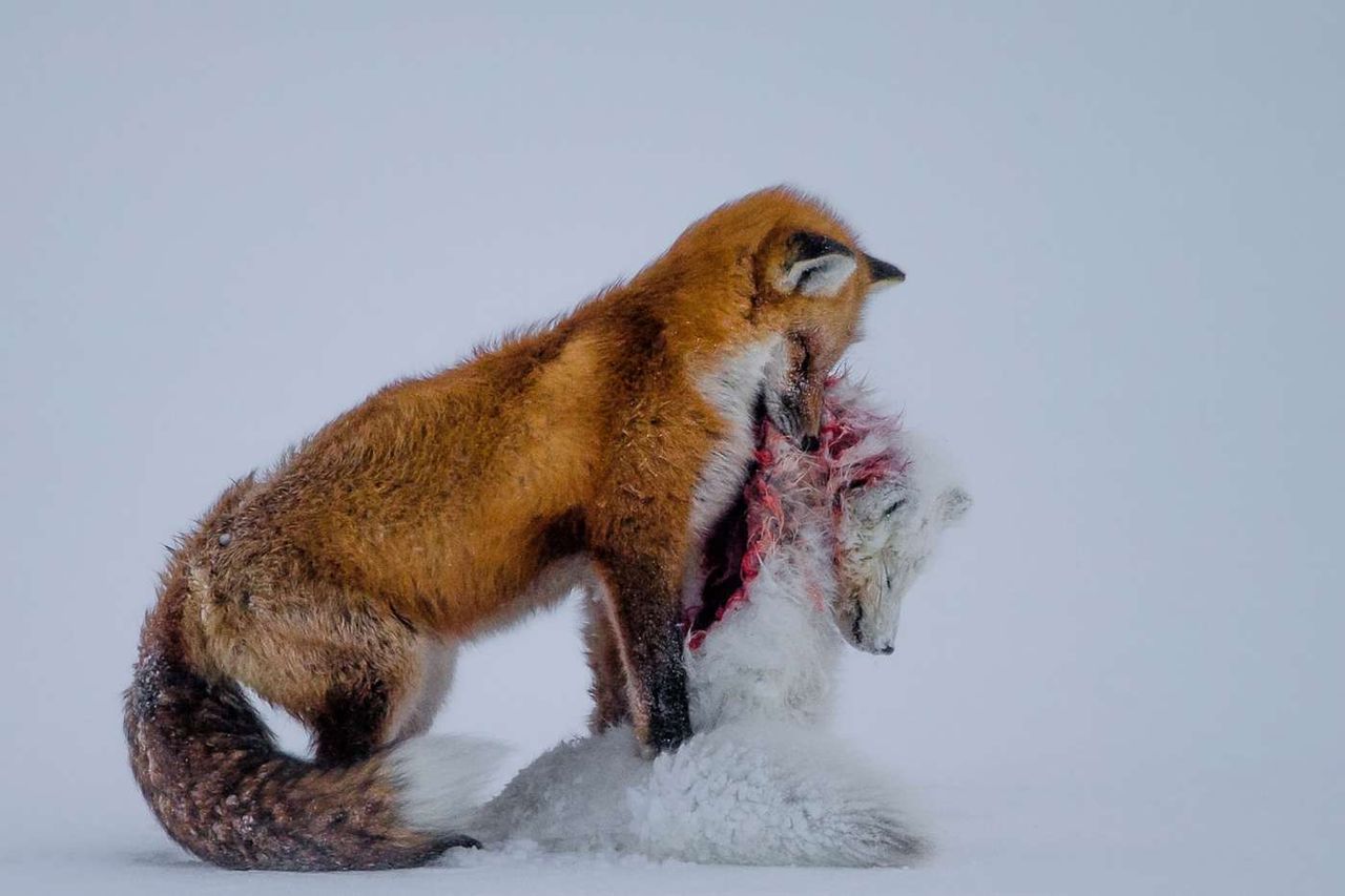 Zdjęcia wyróżnione w konkursie Wildlife Photographer of the Year 2015
