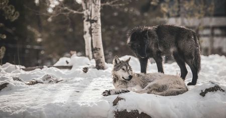 Uwaga na wilki. Apel do mieszkańców jednego regionu