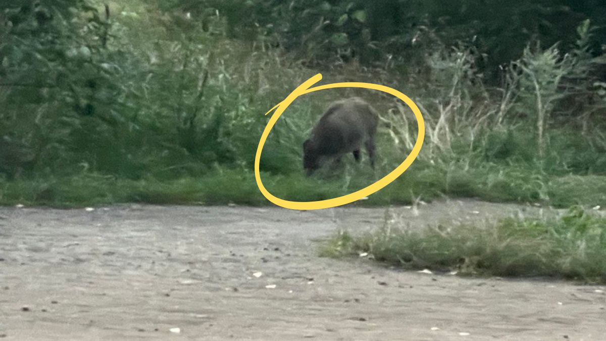  Dziki pojawiły się w centrum stolicy