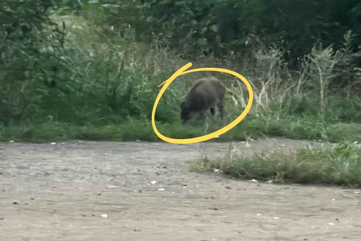 Zobaczył dziki w centrum Warszawy. Aż zrobił zdjęcie