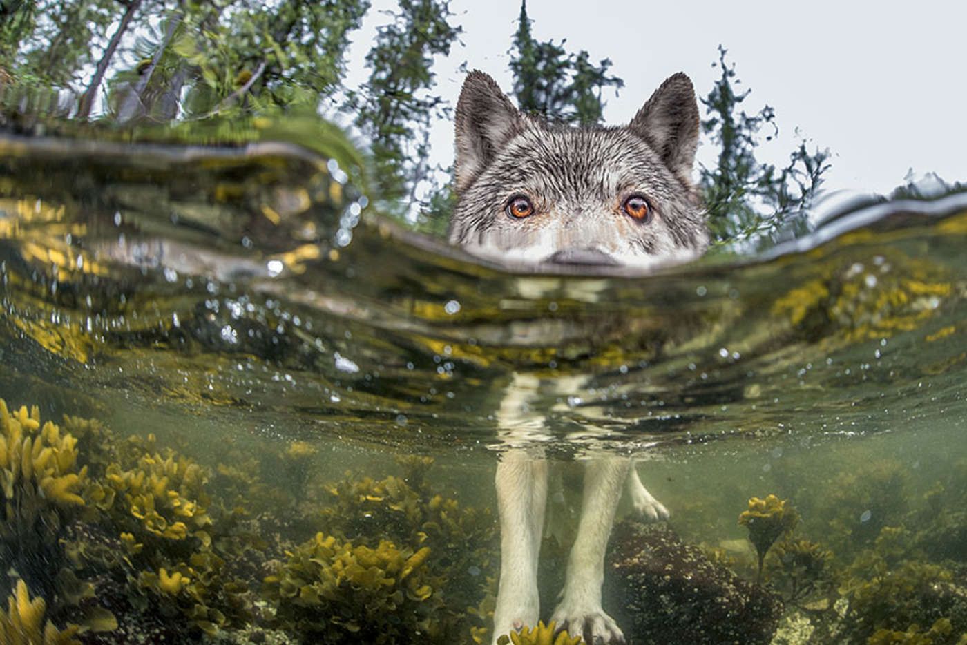 Zobacz najpopularniejsze zdjęcia National Geographic 2015 roku 11