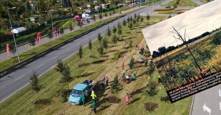 Nowa aleja lipowa w Gdańsku. Aktywiści grzmią o niedalekim "cmentarzysku drzew"