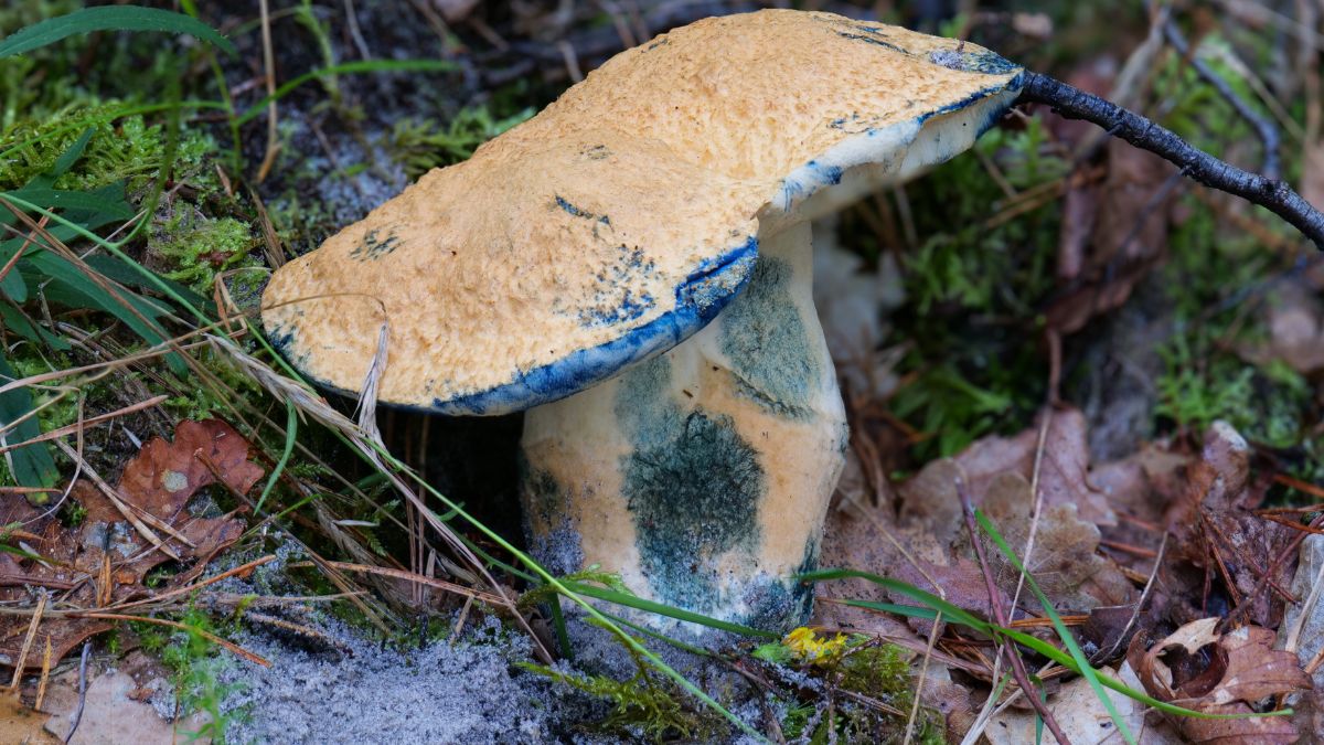 Piaskowiec modrzak to rarytas wśród grzybów