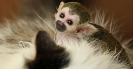 Kot adoptował porzuconą małpkę