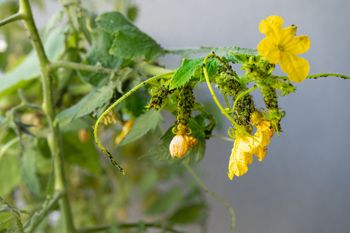 Naturalna broń na mszyce. Ten oprysk uratuje twoje ogórki
