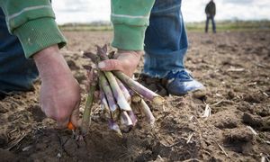 Praca dla Polaków w Niemczech. Podano zarobki za zbieranie szparagów