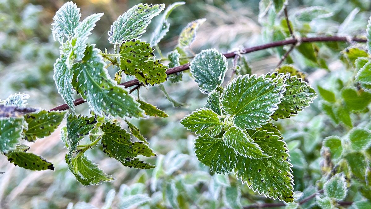 las pogoda jesień przymrozki przymrozek mróz 