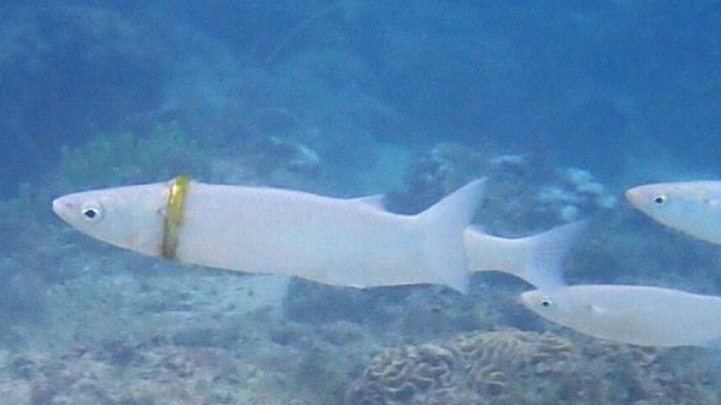 Obrączka znalazła się na rybie.