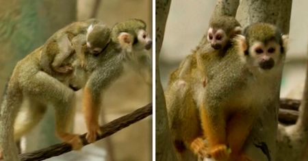 Małpki wiewiórcze debiutują w zoo. Maluch rozbraja słodkością