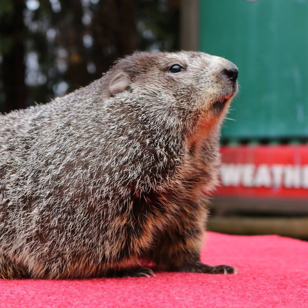 Punxsutawney Phil/ Facebook