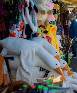 Hit straganów nad morzem. To ona zastąpi gęś Pipę w trakcie wakacji