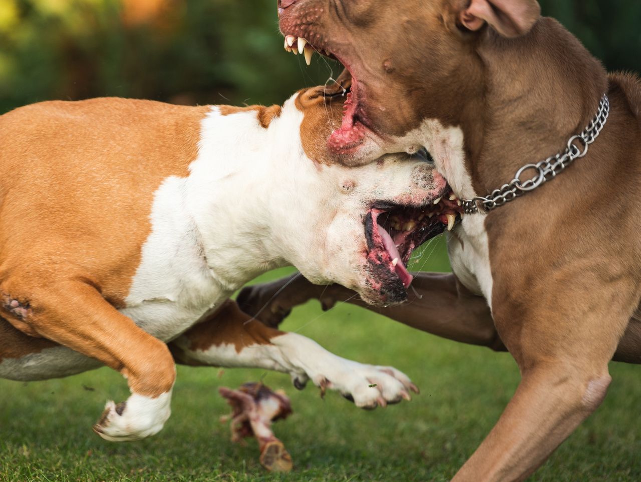 Sulejów. Amstaff zaatakował rocznego chłopca. Ugryzł go w twarz 