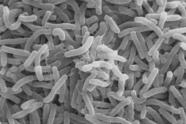 9 najgroźniejszych epidemii w historii ludzkości 7