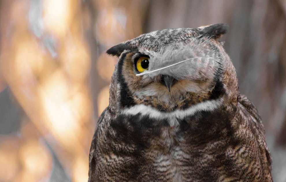 Dzikie zwierzęta wcale nie są takie straszne. Oto najzabawniejsze zdjęcia z konkursu Comedy Wildlife Photography Award 3
