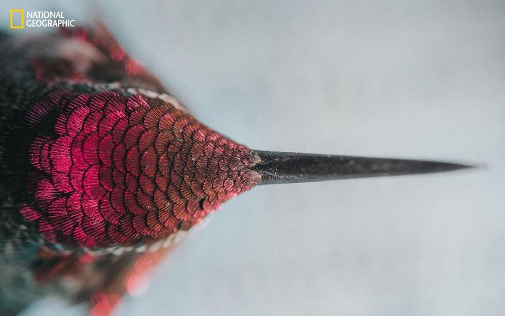 Fotografie natury, która nie przestaje zachwycać. Oto finałowe prace konkursu National Geographic Nature Photographer of the Year 2016 4