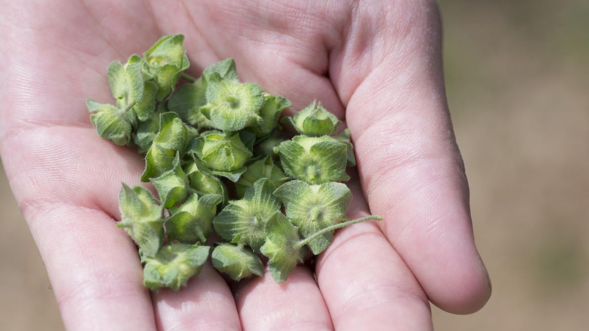 Niezwykłe właściwości kwiatów malwy