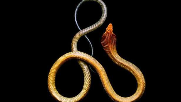 Piękne i niebezpieczne – fascynujące fotografie węży autorstwa Marka Laity 1