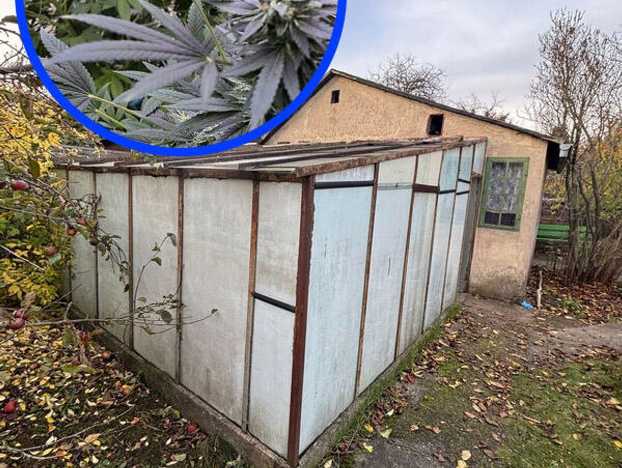 Wrocław: Szklarnia w rodzinnych ogródkach działkowych kryła tajemnicę. 18-latek uprawiał w niej konopie
