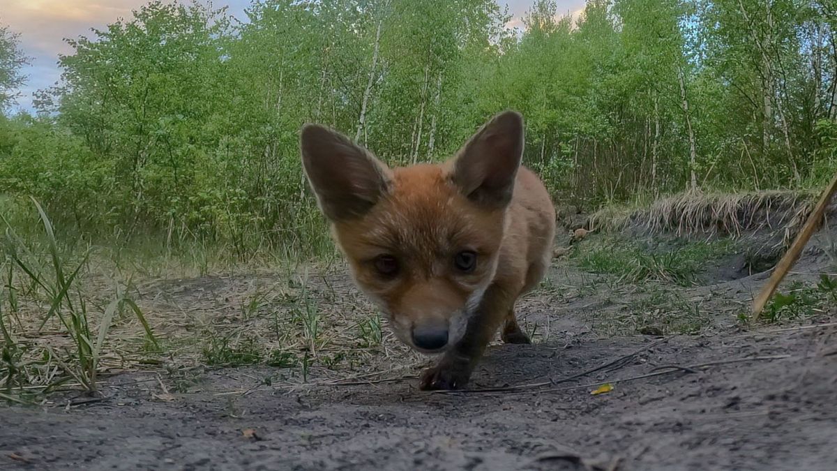 Urocze liski znalazły GoPro. Kamera nagrała ich swawolną zabawę 1