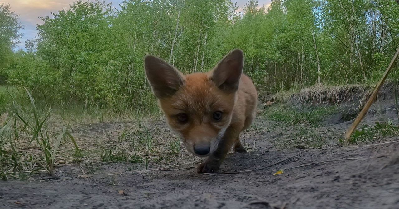 Urocze liski znalazły GoPro. Kamera nagrała ich swawolną zabawę