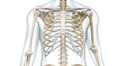 Znasz anatomię człowieka? Sprawdź wiedzę w krzyżówce o szkielecie