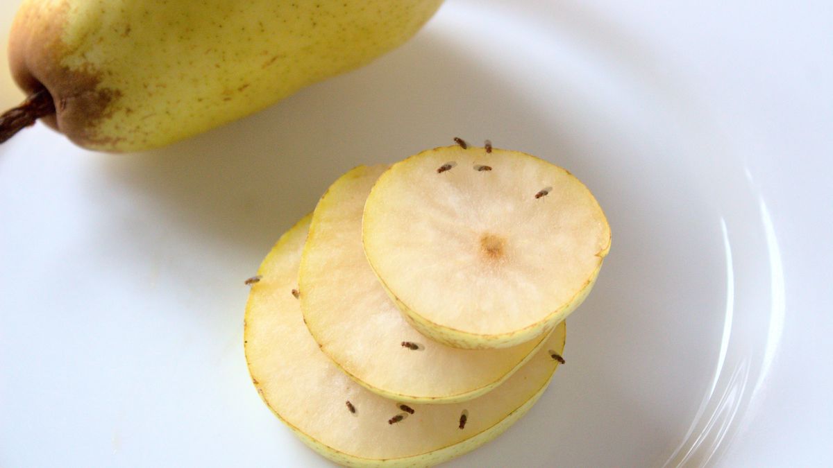 Muszki owocówki to letni problem w wielu domach