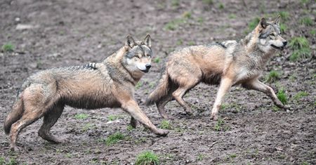 Biją na alarm ws. wilków. "Zachowaj szczególną ostrożność"