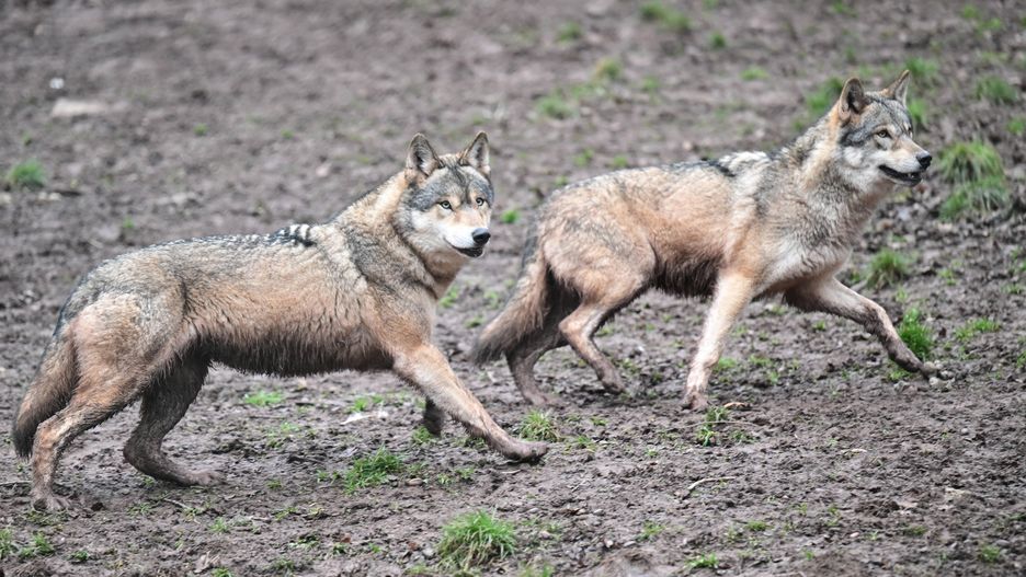 Wolves in the zoo Tripsdrill
PRODUCTION - 24 January 2023, Baden-W�rttemberg, Cleebronn: Wolves run through an enclosure in the zoo Wildparadies Tripsdrill. For the first time, traces of a female wolf have been genetically detected in Baden-W�rttemberg. (to dpa: "Traces of a female wolf for the first time - pack formation possible") Photo: Bernd Wei�brod/dpa 
Dostawca: PAP/DPA
Bernd Wei�brod
Animals, Wolf