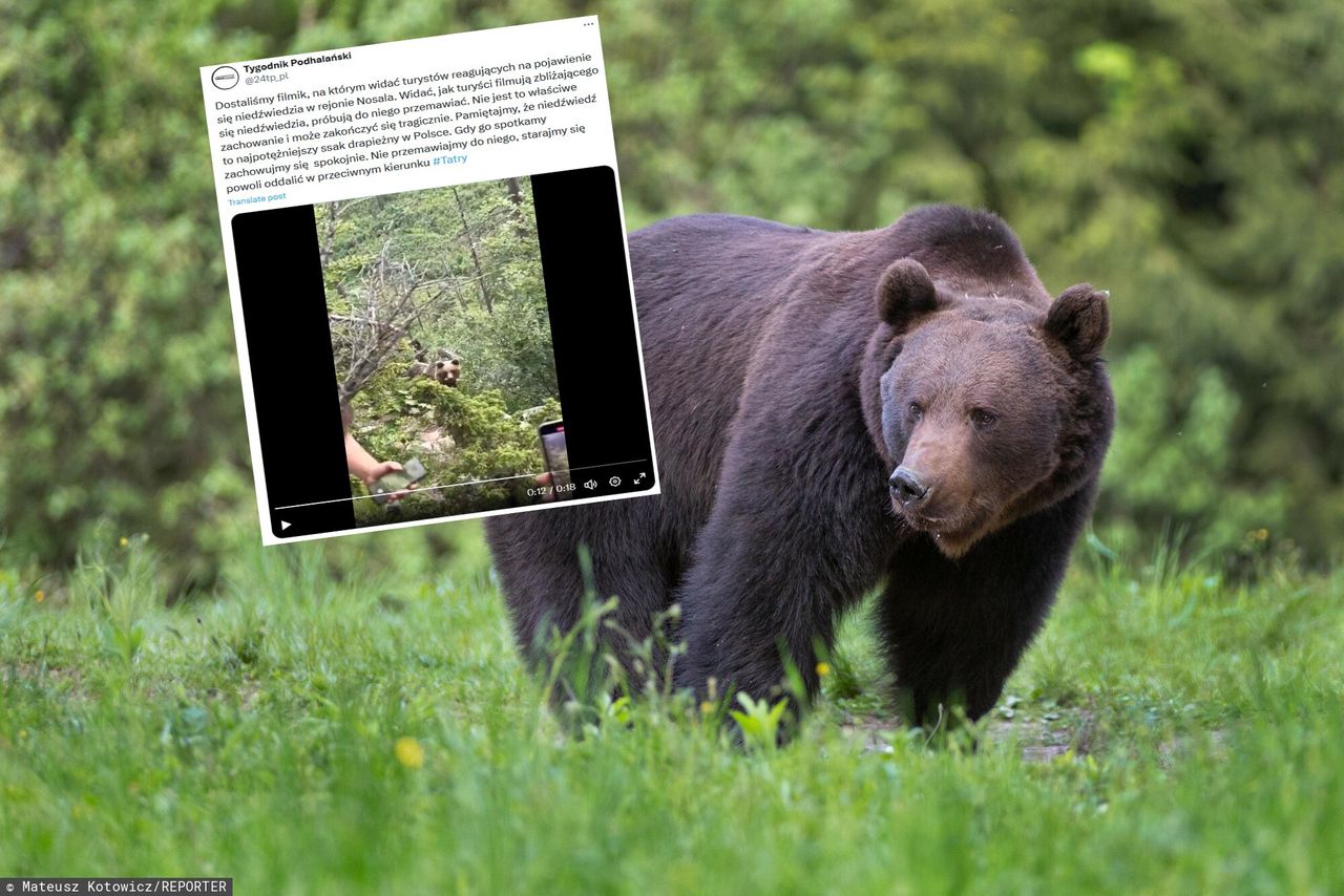 Niebezpieczne spotkanie w Tatrach