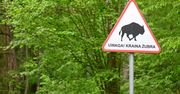 Białowieża na weekend. Co warto zobaczyć?