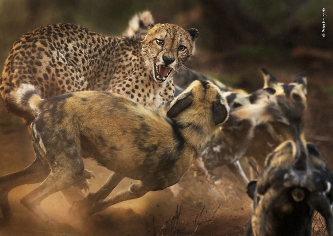 Wildlife Photographer of the Year 2019: piękno dzikiej przyrody 8