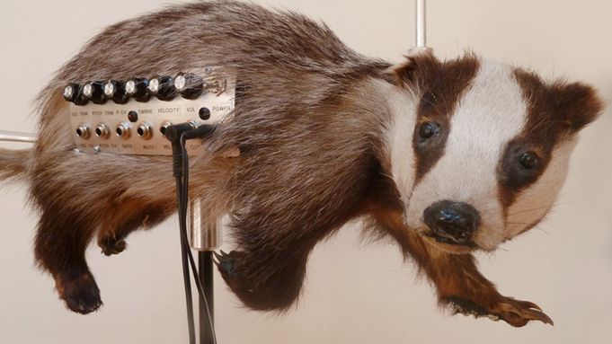 The Badgermin - chcecie posłuchać, jak brzmi borsuk? [wideo] 1