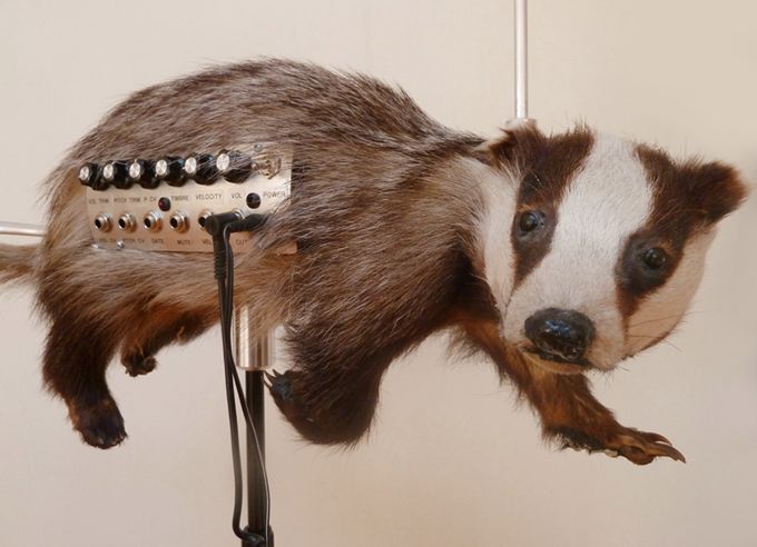 The Badgermin - chcecie posłuchać, jak brzmi borsuk? [wideo]