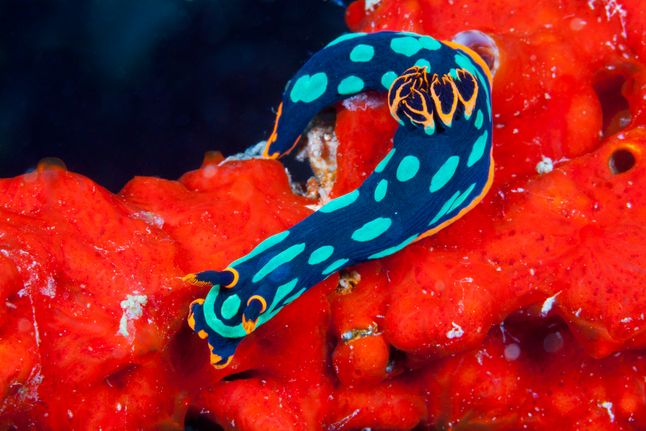 Nembrotha kubaryana