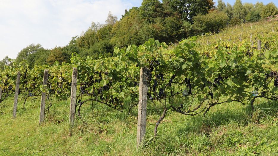 Winnica Czak w Regulicach
