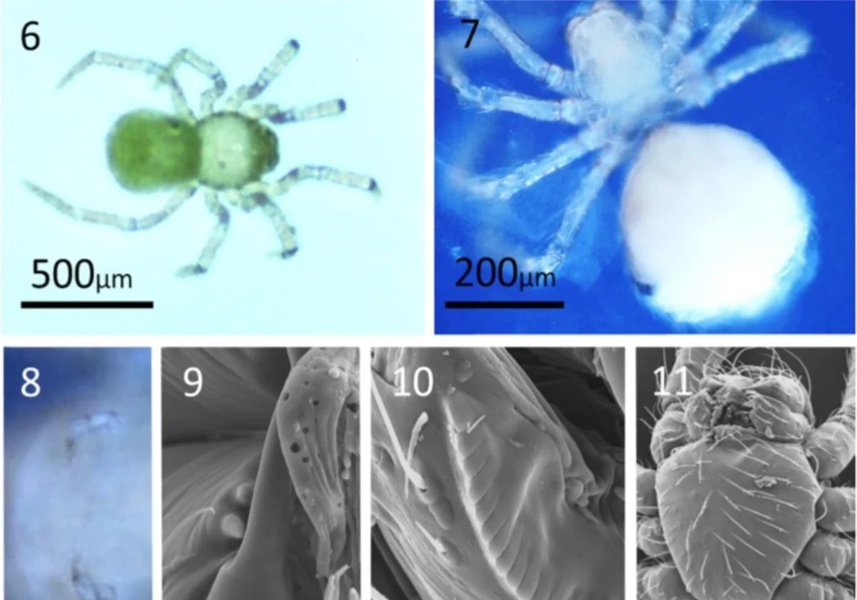 Microscopic photograph of a spider discovered in Nerja Cave