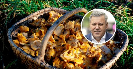 Gdzie są grzyby? Piechociński wskazuje regiony. "Niesamowity wysyp"