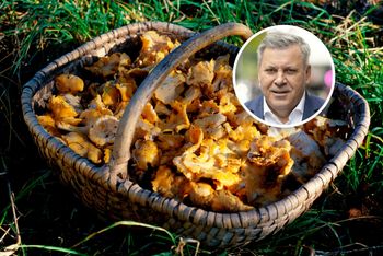 Wysyp grzybów w Polsce. Piechociński ujawnia lokalizacje
