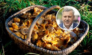 Wysyp grzybów w Polsce. Piechociński ujawnia lokalizacje