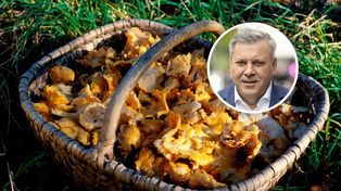 Wysyp grzybów w Polsce. Piechociński ujawnia lokalizacje