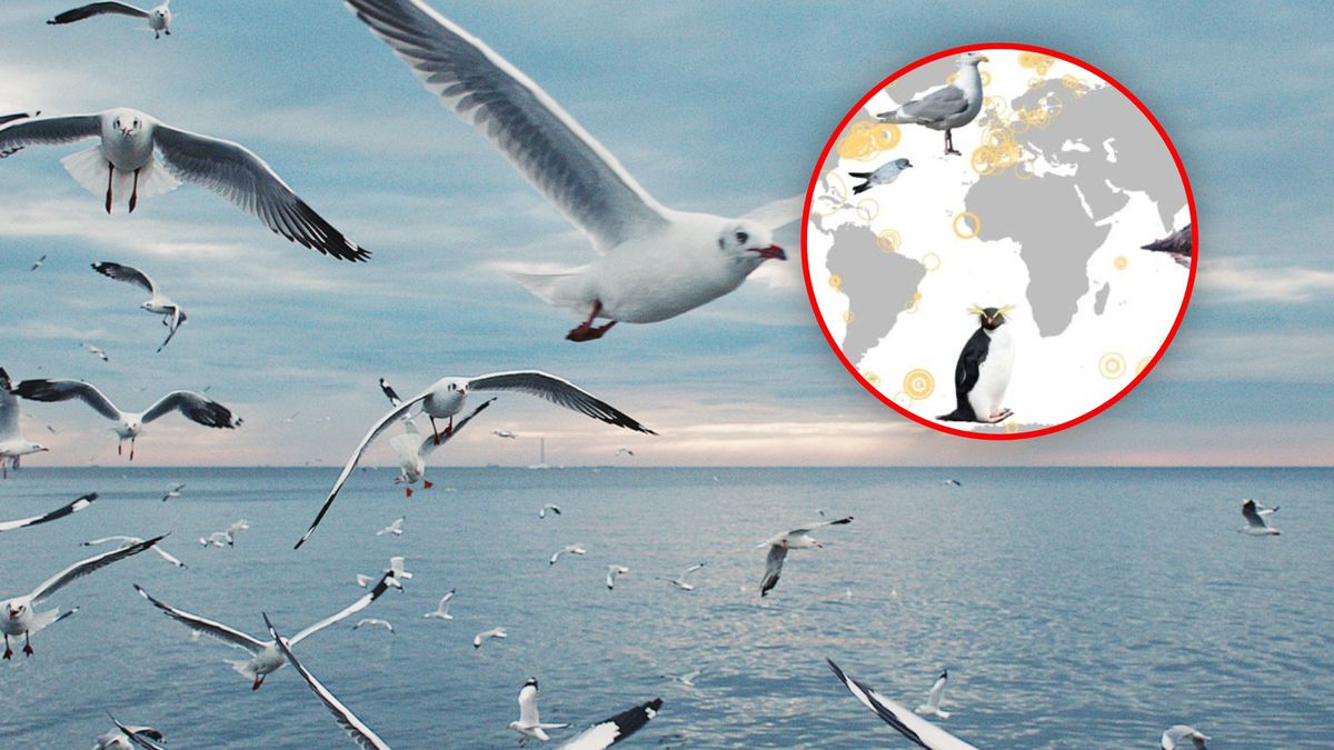 Ptaki morskie ujawniają rozmieszczenie rtęci w oceanach