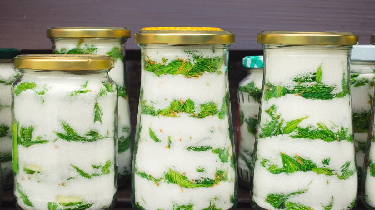 Jak przygotować syrop z pędów sosny?