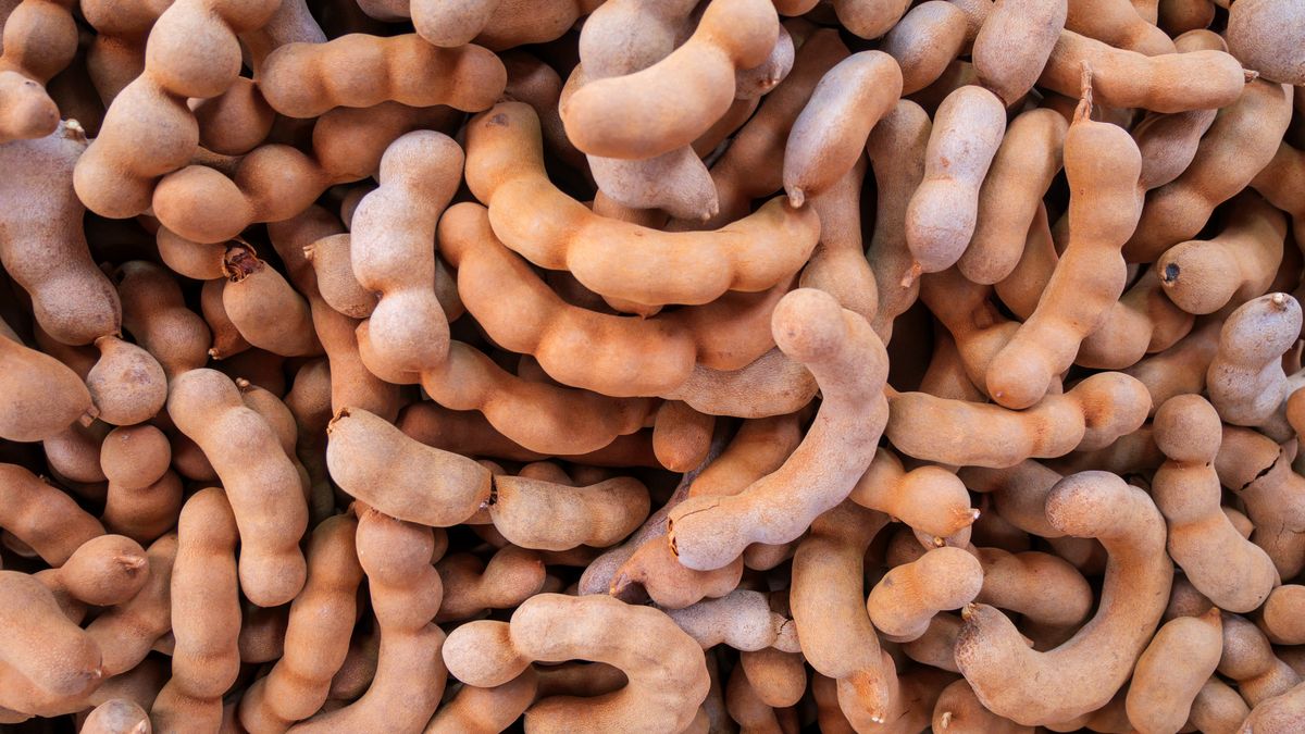 Tamaryndowiec ma wiele zastosowań