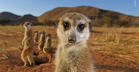 Publiczność wybrała najlepsze zdjęcia konkursu Wildlife Photographer of the Year 2021. Oto one
