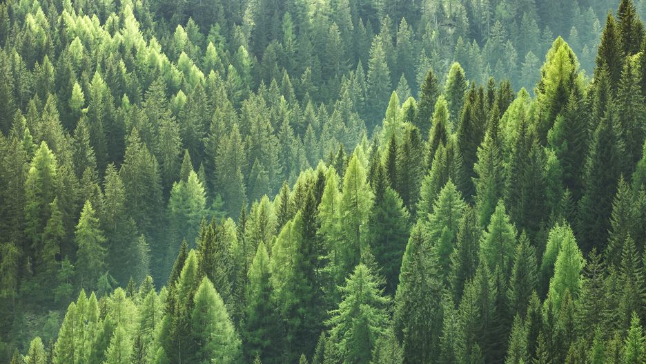 Healthy green trees in a forest of old spruce, fir and pine trees in wilderness of a national park. Sustainable industry, ecosystem and healthy environment concepts and background.
forest, tree, spruce, pine, green, sustainable, sustainability, woodland, ecosystem, texture, agriculture, vegetation, environment, healthy, sunlight, dense, canopy, evergreen, fir, woods, biomass, industry, lumber, timber, treetop, trunk, top, grow, park, forestry, bird, nature, natural, wilderness, terrain, outdoor, colorful, hardwood, from above, bird view, lush, vivid, sun, morning, eco-friendly, silence, concept, background, backdrop, copy space