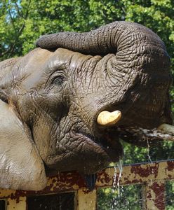 Warszawskie Zoo. Olejek z konopi dla słoni. Ma zredukować stres u zwierząt