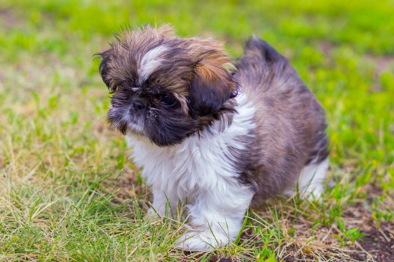 Tak powinien wyglądać szczeniak rasy shih tzu