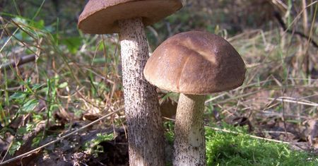 Tak odróżnisz szatana od koźlarza. Najlepszy patent, to trzeba wiedzieć